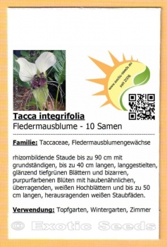 Tacca integrifolia, Fledermausblume, Bat Flower, Devil Flower, 10 Samen